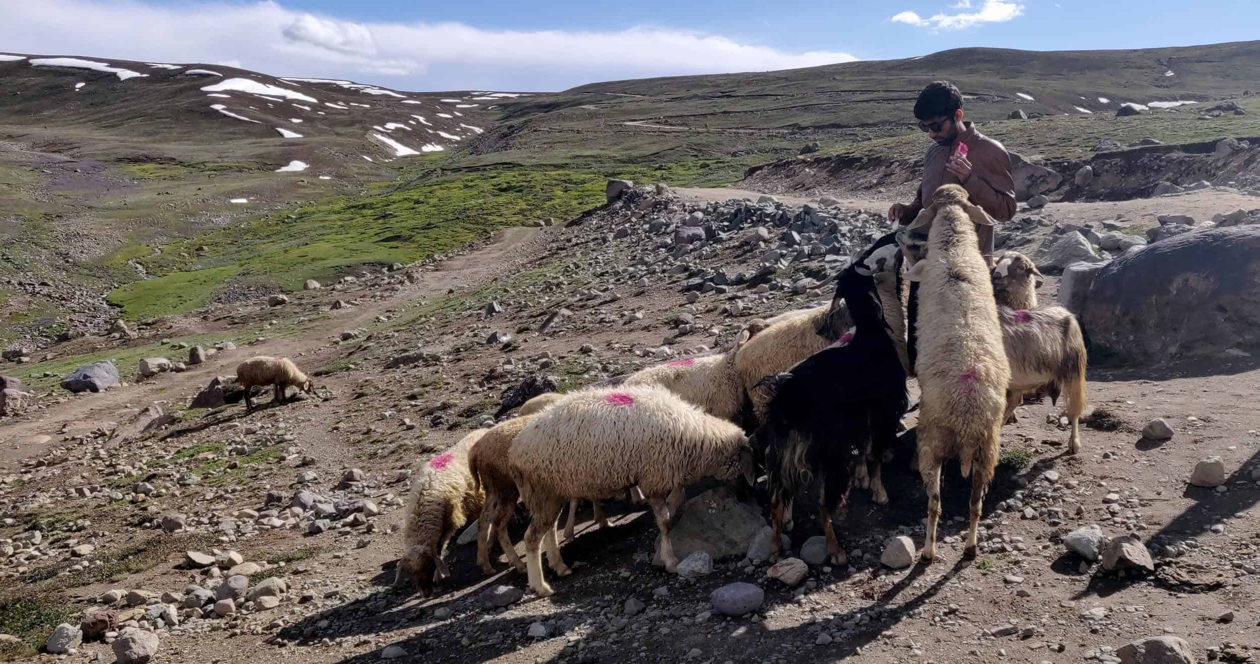 adil advani purevpn employee at deosai, Gilgit
