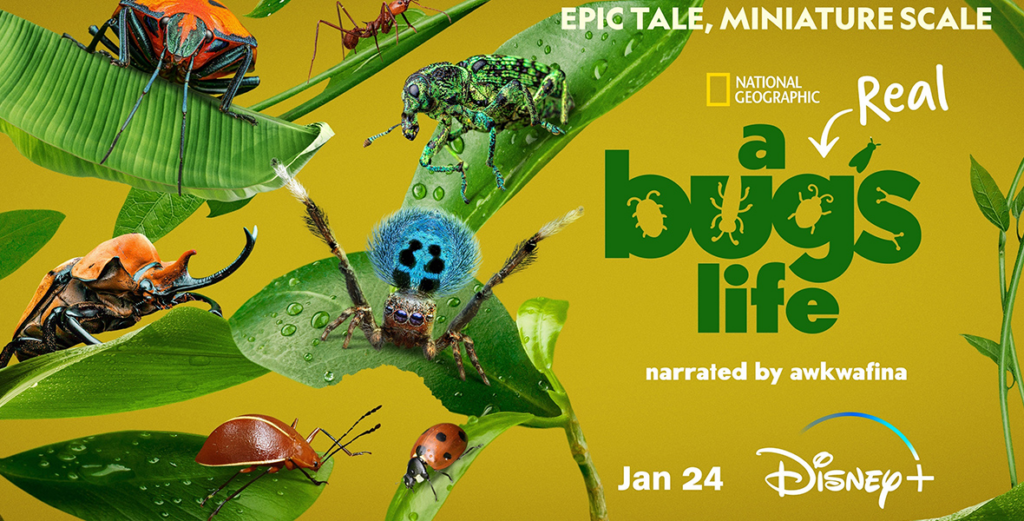 Watch A Real Bug’s Life on Disney Plus