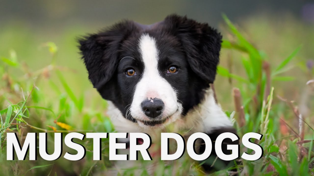 watch Muster Dogs Season 2 on ABC iView