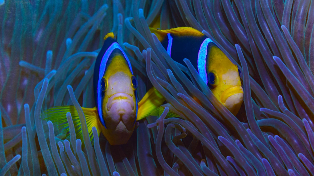 Watch Protecting Paradise: The Story of Niue