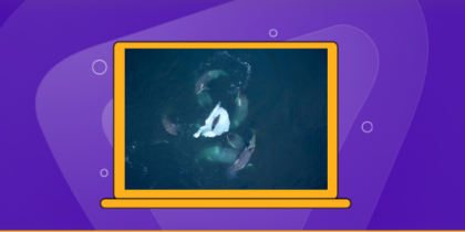 How to Watch Expedition Killer Whale in the US on BBC iPlayer