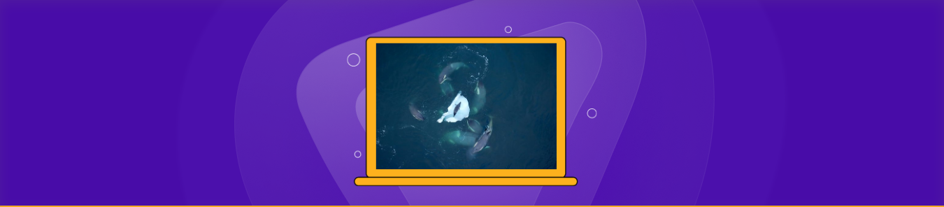 How to Watch Expedition Killer Whale in the US on BBC iPlayer
