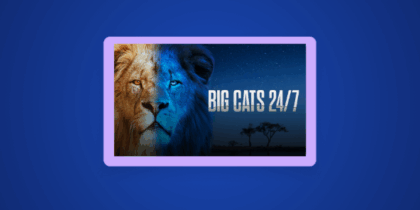 How to Watch Big Cats 24/7 Outside the US on PBS