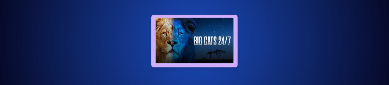 How to Watch Big Cats 247 in Canada PBS