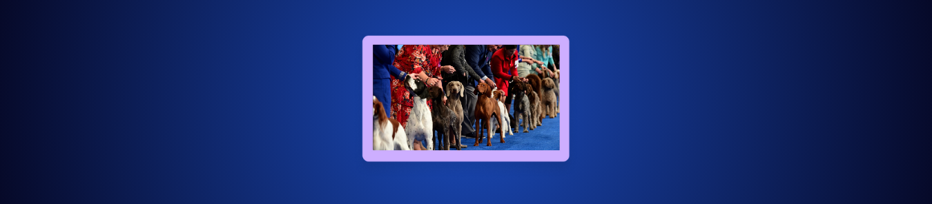 How to Watch The National Dog Show Outside the US on NBC